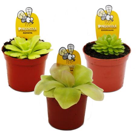 Fettkraut-Trio - 3 verschiedene Pinguicula-Pflanzen im Set - Fleischfressende Pflanze - 9cm Topf