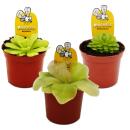 Fettkraut-Trio - 3 verschiedene Pinguicula-Pflanzen im Set - Fleischfressende Pflanze - 9cm Topf