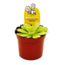 Fettkraut-Trio - 3 verschiedene Pinguicula-Pflanzen im Set - Fleischfressende Pflanze - 9cm Topf