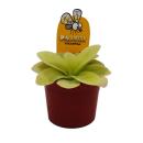 Fettkraut-Trio - 3 verschiedene Pinguicula-Pflanzen im Set - Fleischfressende Pflanze - 9cm Topf