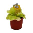 Butterwort Trio - 3 different Pinguicula plants in a set - Carnivorous plant - 9cm pot