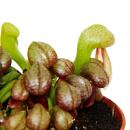 Fleischfressende Pflanze - Kobralilie - Darlingtonia californica - 9cm Topf - Rarität
