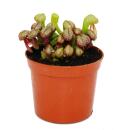 Plante carnivore - Lys de cobra - Darlingtonia californica - Pot de 9cm - Rareté