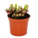 Carnivorous Plant - Cobra Lily - Darlingtonia californica - 9cm Pot - Rarity