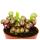 Plante carnivore - Lys de cobra - Darlingtonia californica - Pot de 9cm - Rareté