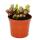 Plante carnivore - Lys de cobra - Darlingtonia californica - Pot de 9cm - Rareté