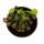 Plante carnivore - Lys de cobra - Darlingtonia californica - Pot de 9cm - Rareté