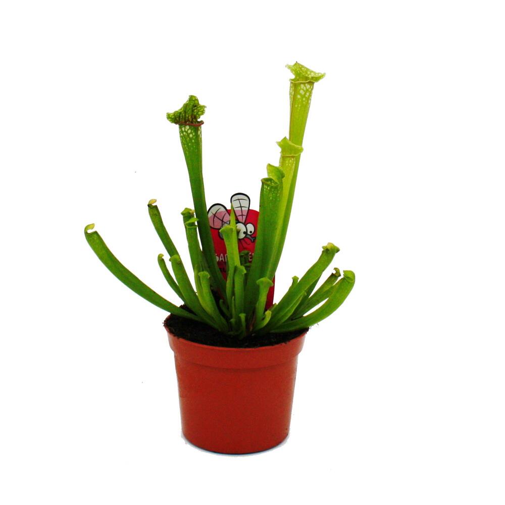 Schlauchpflanze - Sarracenia leucophylla - Fleischfressende Pflanze -