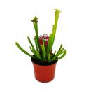 Schlauchpflanze - Sarracenia leucophylla - Fleischfressende Pflanze - 9cm Topf