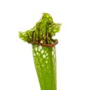 Schlauchpflanze - Sarracenia leucophylla - Fleischfressende Pflanze - 9cm Topf