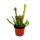 Plante tubulaire - Sarracenia leucophylla - Plante carnivore - Pot 9cm