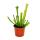 Tubular Plant - Sarracenia leucophylla - Carnivorous Plant - 9cm Pot