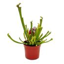 Schlauchpflanze - Sarracenia farnhamii - Fleischfressende...
