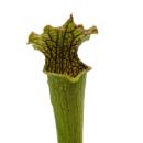 Schlauchpflanze - Sarracenia farnhamii - Fleischfressende...