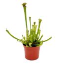 Schlauchpflanze - Sarracenia farnhamii - Fleischfressende Pflanze - 9cm Topf