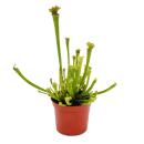 Tubular Plant - Sarracenia farnhamii - Carnivorous Plant - 9cm Pot