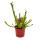 Tubular Plant - Sarracenia farnhamii - Carnivorous Plant - 9cm Pot