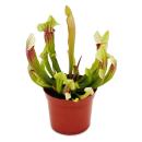 Tubular Plant - Sarracenia "Eva" - Carnivorous Plant - 9cm Pot