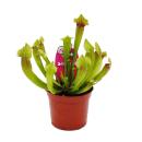 Tubular Plant - Sarracenia "Fiona" -...