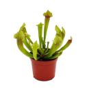 Plante tubulaire - Sarracenia "Fiona" - Plante carnivore - pot 9cm