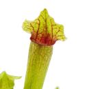 Plante tubulaire - Sarracenia "Fiona" - Plante carnivore - pot 9cm