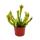 Tubular Plant - Sarracenia "Fiona" - Carnivorous Plant - 9cm Pot