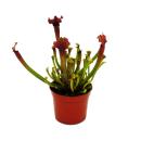 Tubular Plant - Sarracenia "Judith" - Carnivorous Plant - 9cm Pot