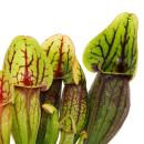 Tubular Plant - Sarracenia purpurea Hybr. - Carnivorous Plant - 9cm Pot