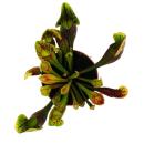 Tubular Plant - Sarracenia purpurea Hybr. - Carnivorous Plant - 9cm Pot