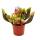 Tubular Plant - Sarracenia purpurea Hybr. - Carnivorous Plant - 9cm Pot