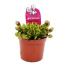 Tubular Plant - Sarracenia psittacina Hybr. "Scarlett Belle" - Carnivorous Plant - 9cm Pot