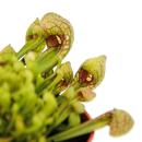 Schlauchpflanze - Sarracenia psittacina Hybr. "Scarlett Belle" - Fleischfressende Pflanze - 9cm Topf