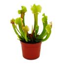 Schlauchpflanze - Trompetenkrug-Pflanze - Sarracenia...