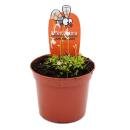 Carnivorous Plant - Water Hose - Utricularia sandersonii...