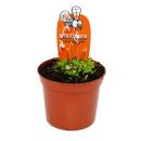 Plante carnivore - Tuyau deau - Utricularia sandersonii - Pot 9cm - Rareté