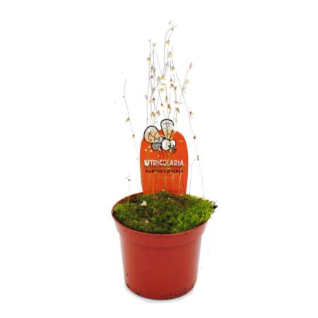 Plante carnivore - Tuyau deau - Utricularia parthenopipes - Pot 9cm - Rareté