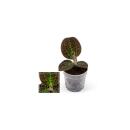 Jewel Orchid - Macodes petola Tiger Eye - Mini...