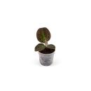 Jewel Orchid - Macodes petola Tiger Eye - Mini orchidée terrestre à feuilles fantaisies - pot 6cm