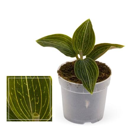 Juwelorchidee - Macodes petola Citrine - Mini-Erdorchidee mit ausgefallenen Blättern - 6cm Topf