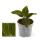 Juwelorchidee - Macodes petola Citrine - Mini-Erdorchidee mit ausgefallenen Blättern - 6cm Topf