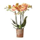 Kolibri Orchids | orange Phalaenopsis Orchidee -35cm hoch...