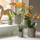 Kolibri Orchids | orange Phalaenopsis Orchidee -35cm hoch - Topfgröße 9cm | blühende Zimmerpflanze - frisch vom Züchter