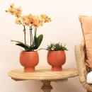 Kolibri Orchids orange Phalaenopsis Orchidee -35cm hoch Topfgröße 9cm blühende Zimmerpflanze frisch vom Züchter