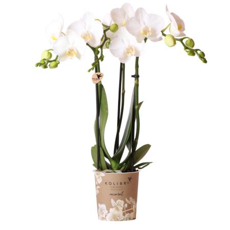 Kolibri Orchids | weiße Phalaenopsis-Orchidee - Amabilis - Topfgröße 9cm | blühende Zimmerpflanze - frisch vom Züchter