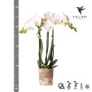 Kolibri Orchids | wei&szlig;e Phalaenopsis-Orchidee -...