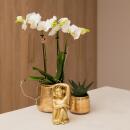 Kolibri Orchids | weiße Phalaenopsis-Orchidee - Amabilis - Topfgröße 9cm | blühende Zimmerpflanze - frisch vom Züchter