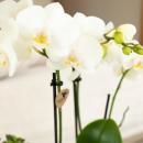 Kolibri Orchids | weiße Phalaenopsis-Orchidee - Amabilis - Topfgröße 9cm | blühende Zimmerpflanze - frisch vom Züchter