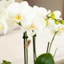 Kolibri Orchids weiße Phalaenopsis-Orchidee Amabilis Topfgröße 9cm blühende Zimmerpflanze frisch vom Züchter