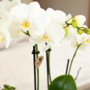 Hummingbird Orchids | white Phalaenopsis Orchid - Amabilis - pot size 9cm | flowering houseplant - fresh from the grower