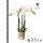 Kolibri Orchids weiße Phalaenopsis-Orchidee Amabilis Topfgröße 9cm blühende Zimmerpflanze frisch vom Züchter